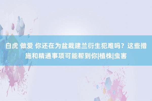 白虎 做爱 你还在为盆栽建兰衍生犯难吗？这些措施和精通事项可能帮到你|植株|虫害